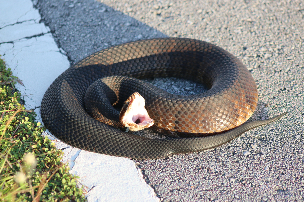 A water moccasin or cottonmouth snake sitting on a driveway with its mouth open in a defensive stance