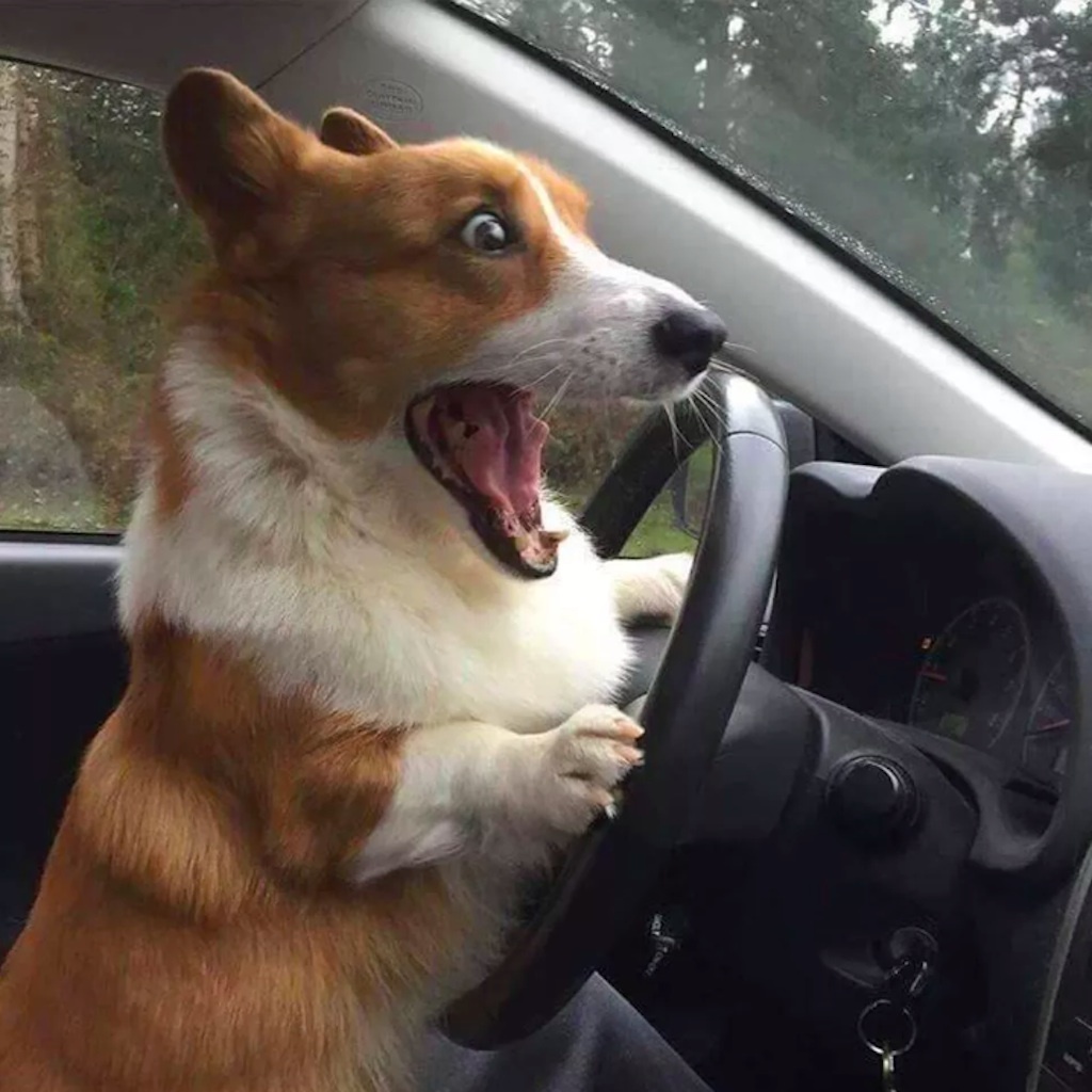 corgi driving car photo