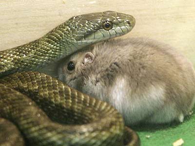 Image result for snake hamster