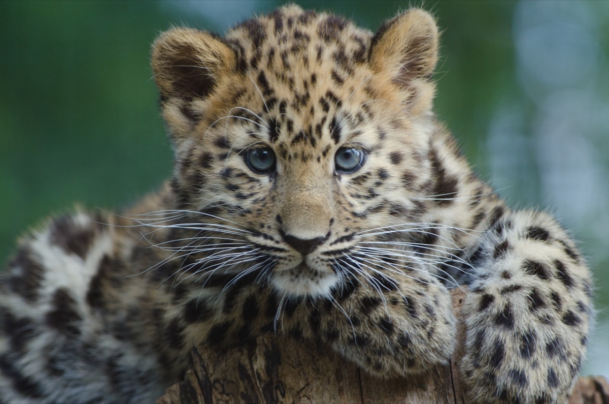 amur leopard