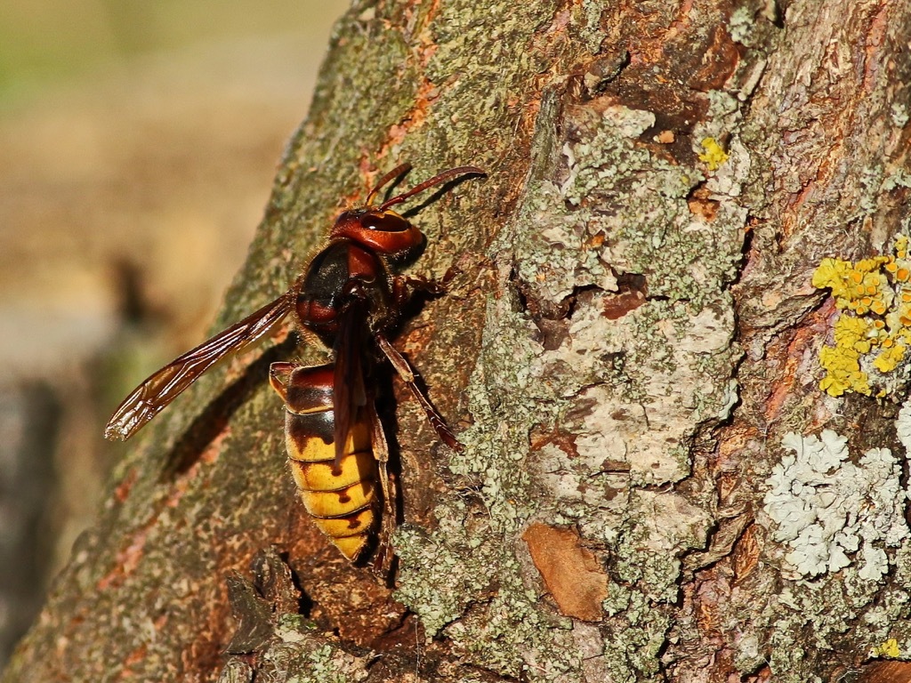 Asian giant hornet