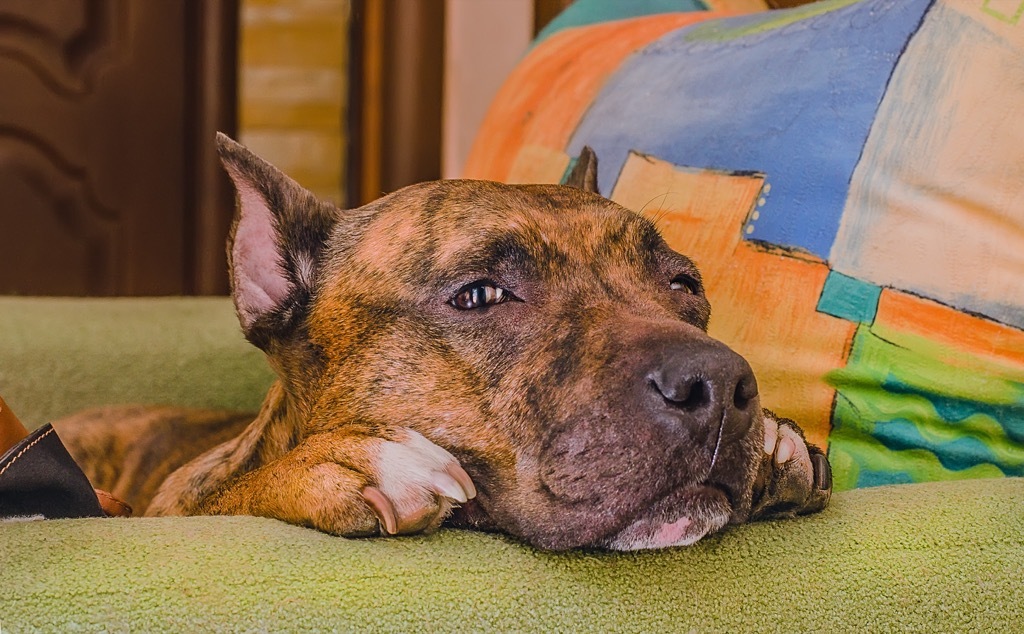 Shelter dog, sad dog